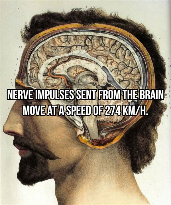 jean baptiste marc bourgery - Nerve Impulses Sent From The Brain Move At Aspeed OfmH.