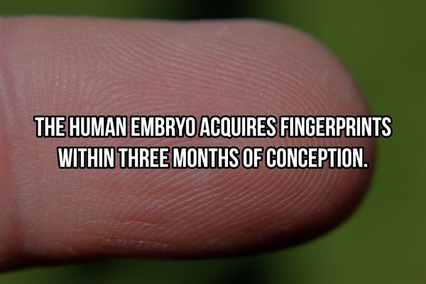 mercy comes - The Human Embryo Acquires Fingerprints Within Three Months Of Conception.
