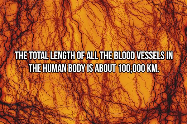 The Total Length Of All The Blood Vessels In The Human Body Is About 100,000 Km.