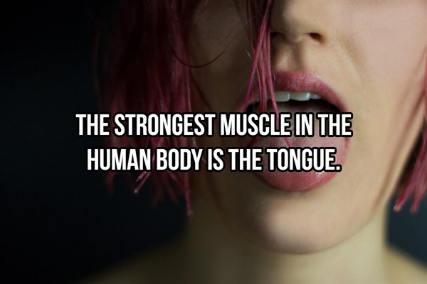 lip - The Strongest Muscle In The Human Body Is The Tongue.