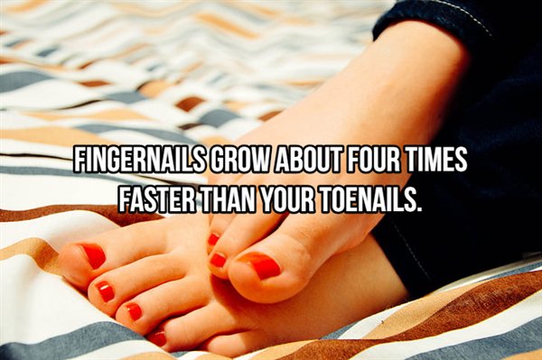 Fingernails Grow About Four Times Faster Than Your Toenails.