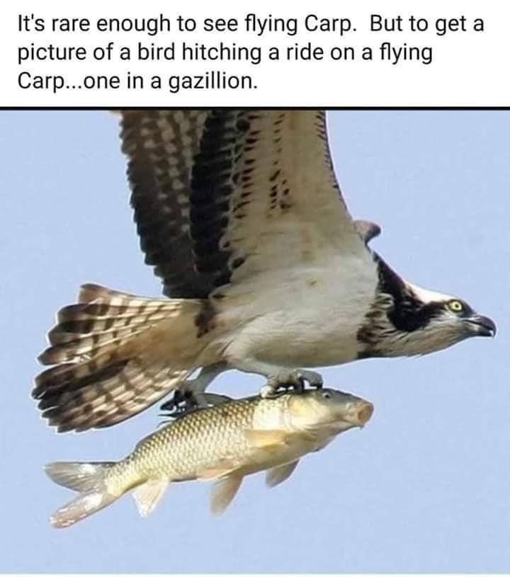 fish being caught - It's rare enough to see flying Carp. But to get a picture of a bird hitching a ride on a flying Carp...one in a gazillion.