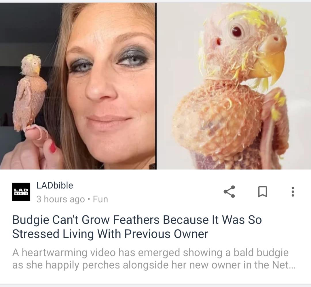 ear - Lad Rirle LADbible 3 hours ago Fun Budgie Can't Grow Feathers Because It Was So Stressed Living With Previous Owner A heartwarming video has emerged showing a bald budgie as she happily perches alongside her new owner in the Net...
