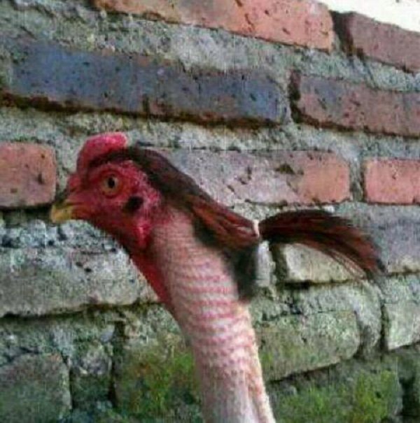 chicken ponytail