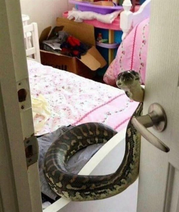 cute snake home