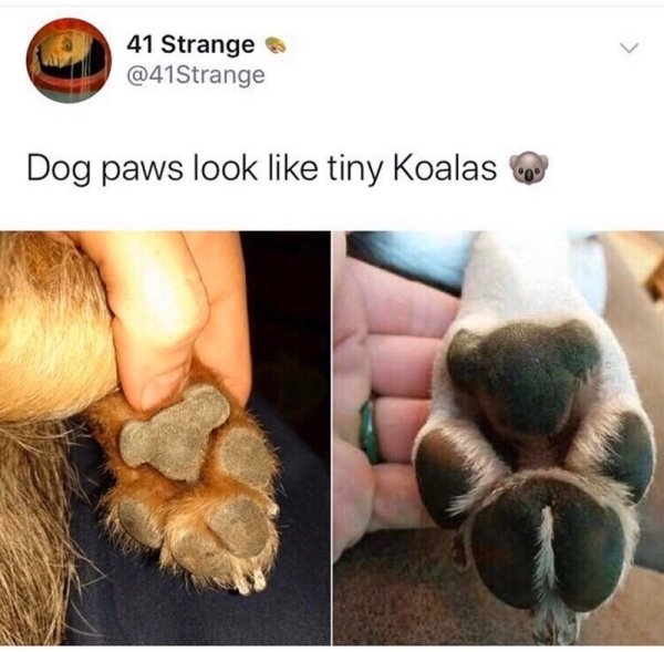 dogs paws look like koala - 41 Strange Dog paws look tiny Koalas