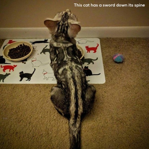 cats with unique markings - This cat has a sword down its spine