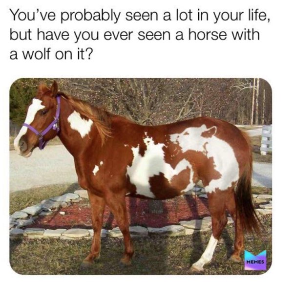 horse with wolf markings - You've probably seen a lot in your life, but have you ever seen a horse with a wolf on it? Memes