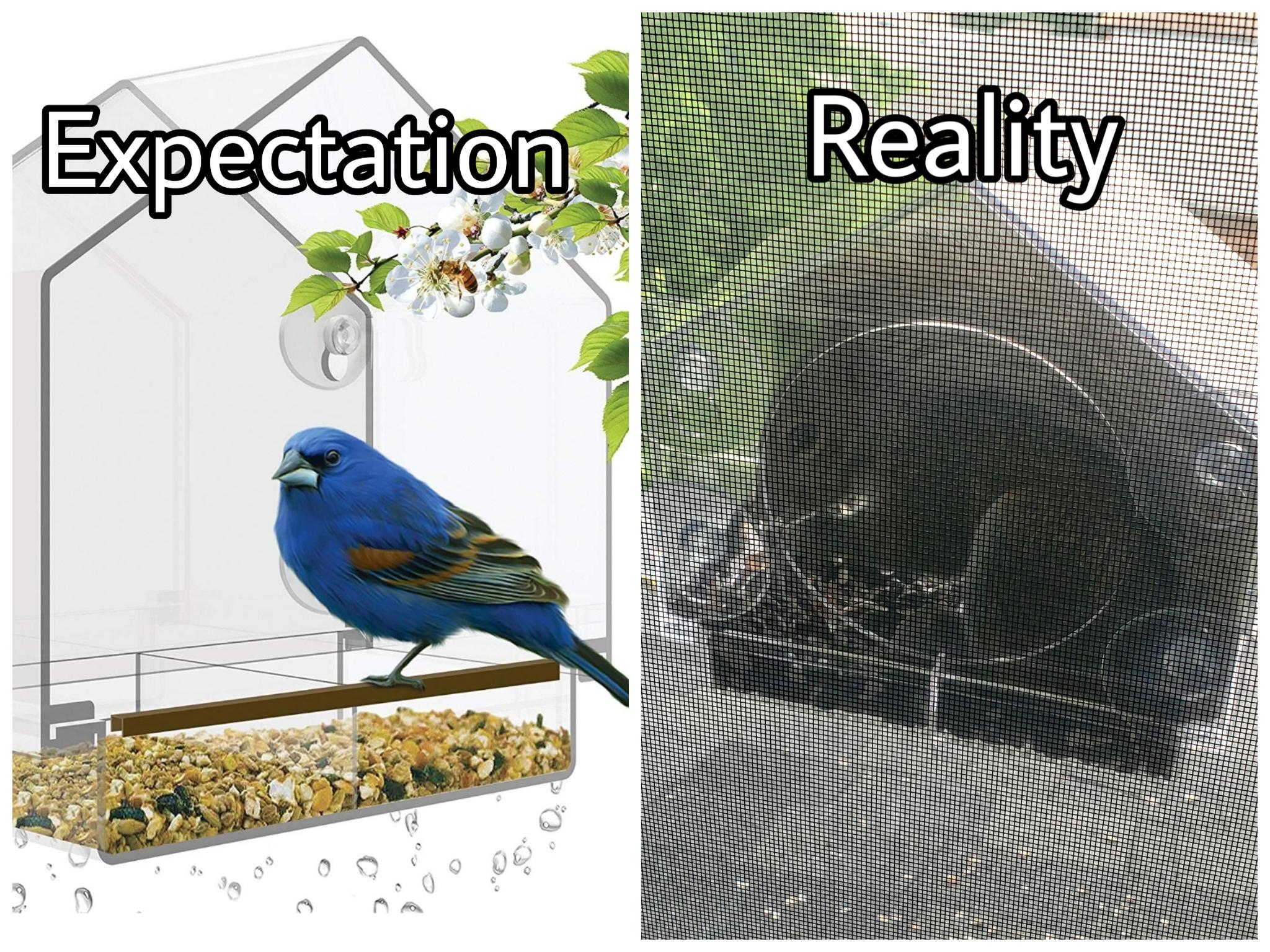 Birds - Expectation Reality