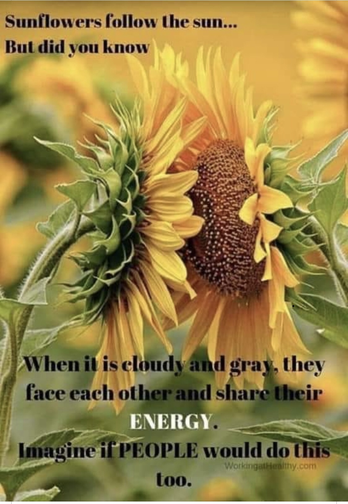 kissing sunflowers - Sunflowers the sun... But did you know When it is cloudy and gray, they face each other and their Energy. Imagine if People would do this Working Healthy.com too.