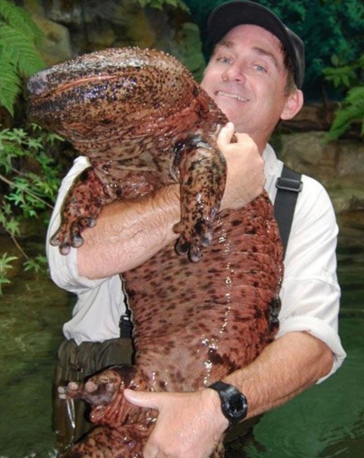 worlds largest salamander