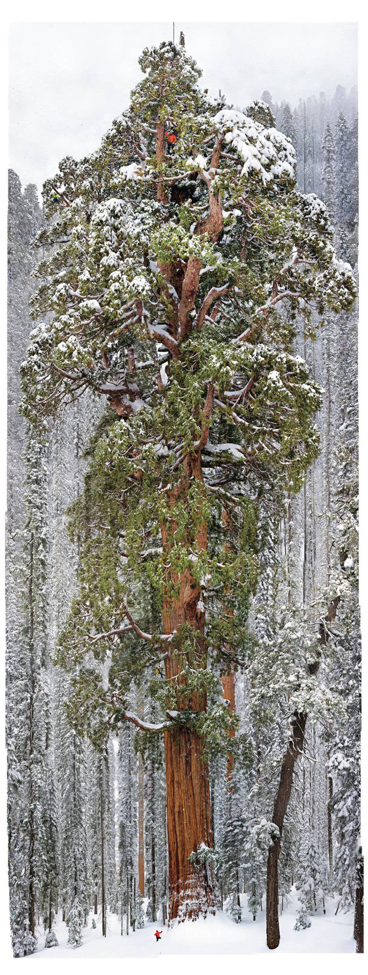 president sequoia
