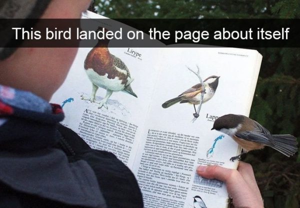 dat me bird - This bird landed on the page about itself