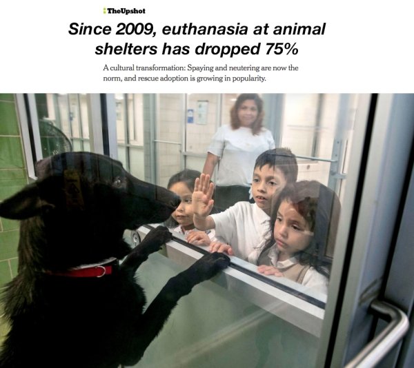 photo caption - TheUpshot Since 2009, euthanasia at animal shelters has dropped 75% A cultural transformation Spaying and neutering are now the norm, and rescue adoption is growing in popularity.