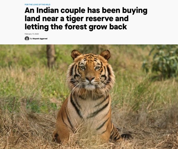 madhya pradesh tiger - For The Love Of The Wild An Indian couple has been buying land near a tiger reserve and letting the forest grow back By Mayank Aggarwal