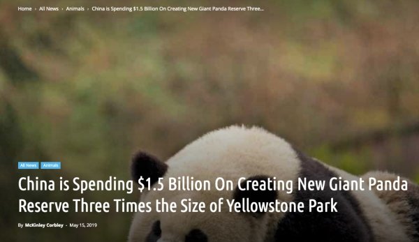 giant panda - Home All News Animals China is Spending $1.5 billion On Creating New Gant Panda Reserve Three.. All New China is Spending $1.5 Billion On Creating New Giant Panda Reserve Three Times the Size of Yellowstone Park By McKinley Carbley