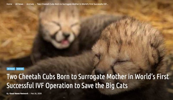 Cheetah - Home All News Animals Two Cheetah Cubs Bom to Surrogate Mother in World's First Successful Ivf... All News Anna Two Cheetah Cubs Born to Surrogate Mother in World's First Successful Ivf Operation to Save the Big Cats By Good News Network.