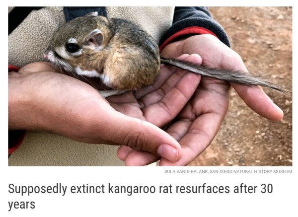 kangaroo rat - Sula Vanderplank, San Diego Natural History Museum Supposedly extinct kangaroo rat resurfaces after 30 years