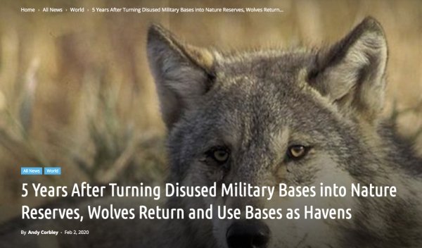 wolf washington - Home Al News World 5 Years After Turning Disused Military Bases into Nature Reserves, Wolves Return.. All News World 5 Years After Turning Disused Military Bases into Nature Reserves Wolves Return and Use Bases as Havens By Andy Corbley