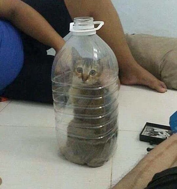 cat in bottle meme