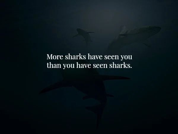 marine biology - More sharks have seen you than you have seen sharks.