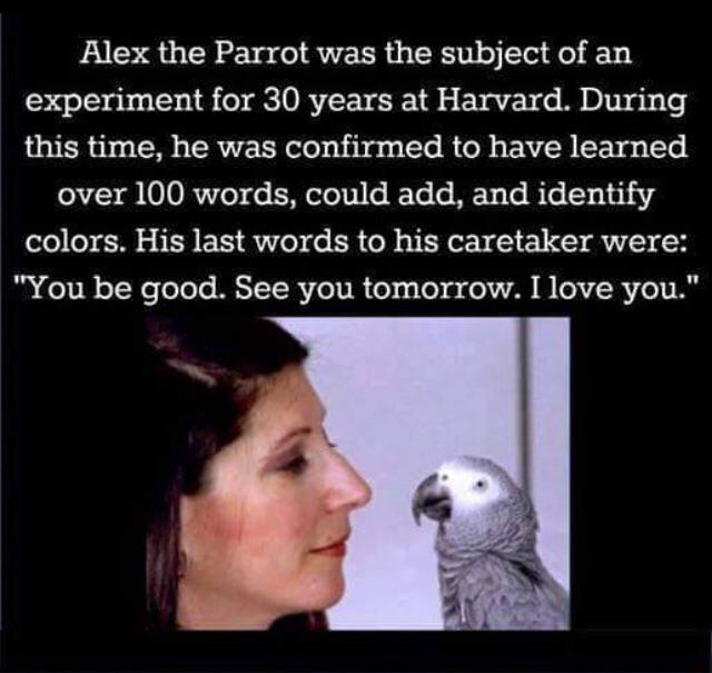 alex the parrot meme - Alex the Parrot was the subject of an experiment for 30 years at Harvard. During this time, he was confirmed to have learned over 100 words, could add, and identify colors. His last words to his caretaker were "You be good. See you 