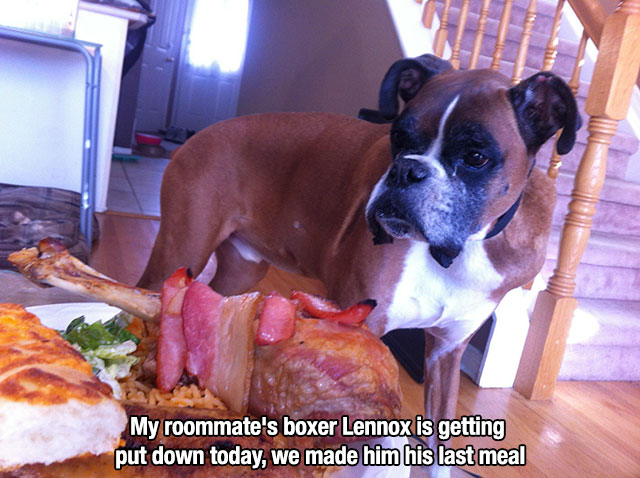 boxer cancer - My roommate's boxer Lennox is getting put down today, we made him his last meal