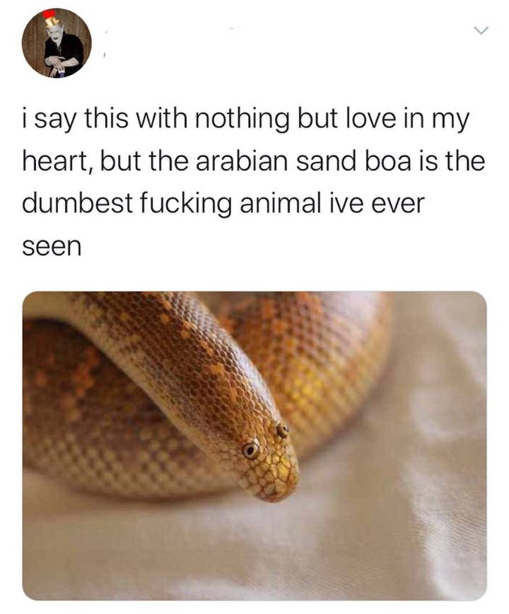 no step on snek meme - i say this with nothing but love in my heart, but the arabian sand boa is the dumbest fucking animal ive ever seen