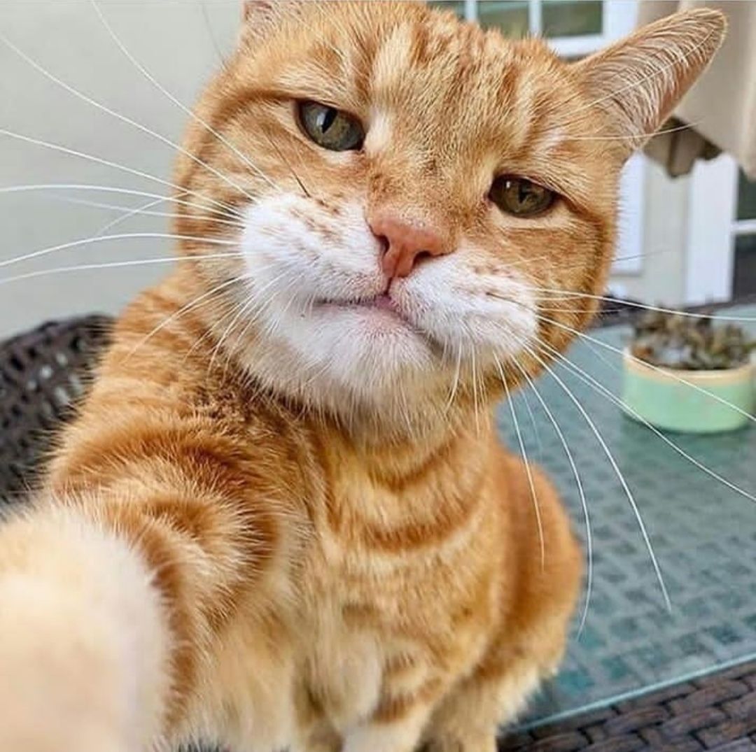 cute cat selfie