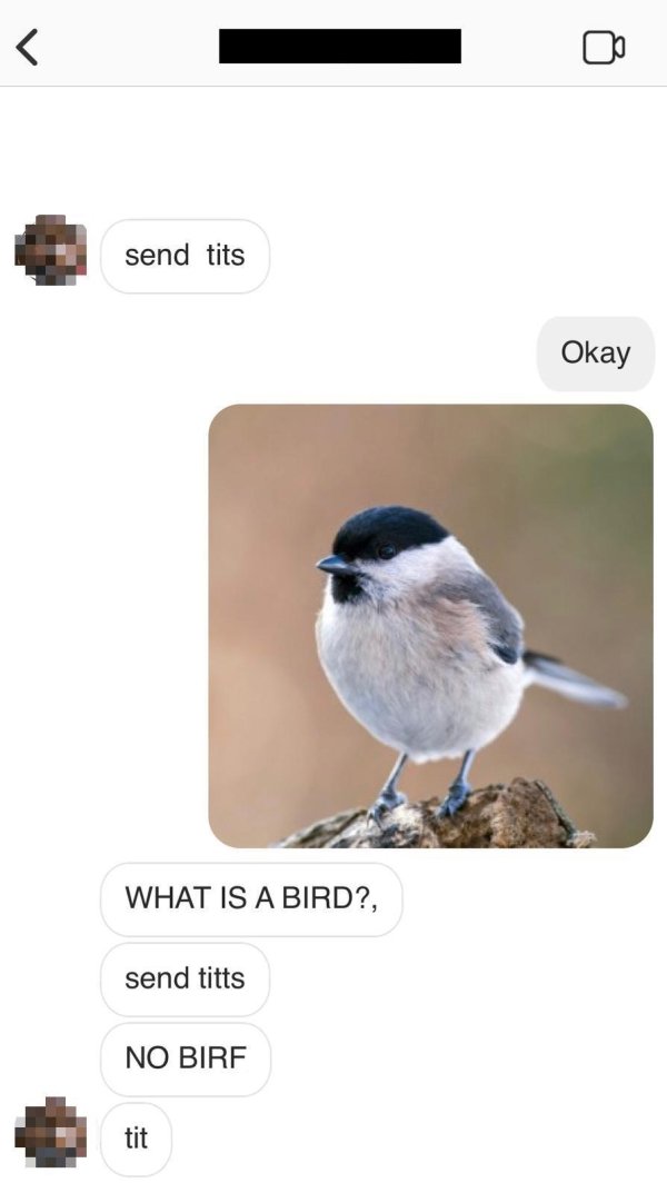 beak - send tits Okay What Is A Bird?, send titts No Birf