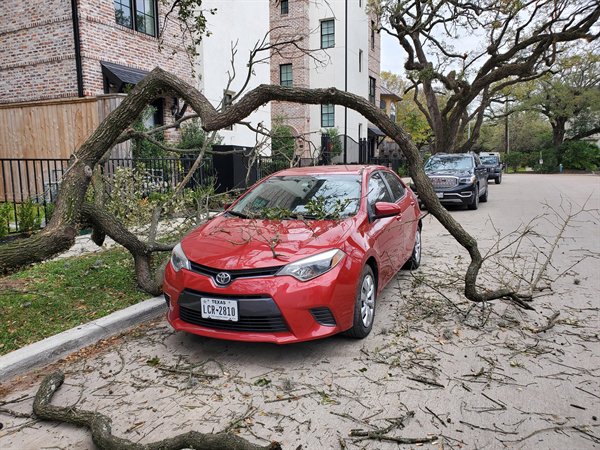 “The way this branch fell around this car.”
