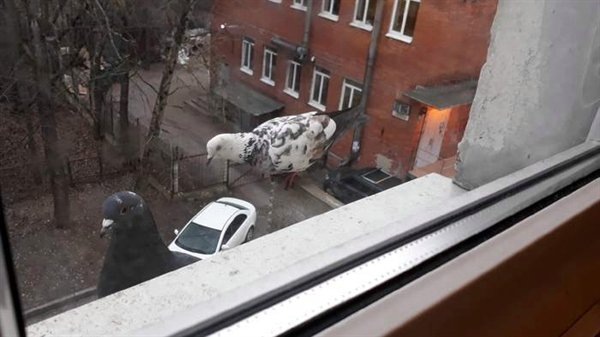 “These doves walking by the window sill looks like they’re giant.”
