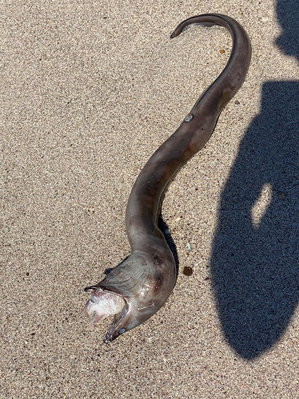 “Almost tripped over this large eel that choked on a fish, died and then washed ashore in Mexico.”