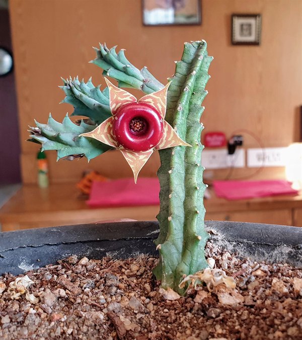 “My cactus has grown a strange looking flower.”