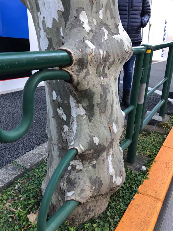 This tree has grown round the railing.