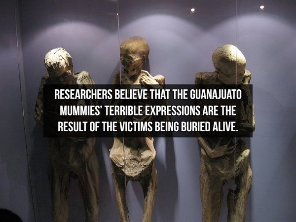 momias de guanajuato - Researchers Believe That The Guanajuato Mummies' Terrible Expressions Are The Result Of The Victims Being Buried Alive.