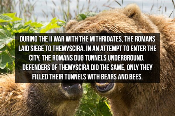 photo caption - During The Ii War With The Mithridates. The Romans Laid Siege To Themyscira. In An Attempt To Enter The City, The Romans Dug Tunnels Underground. Defenders Of Themyscira Did The Same. Only They Filled Their Tunnels With Bears And Bees.