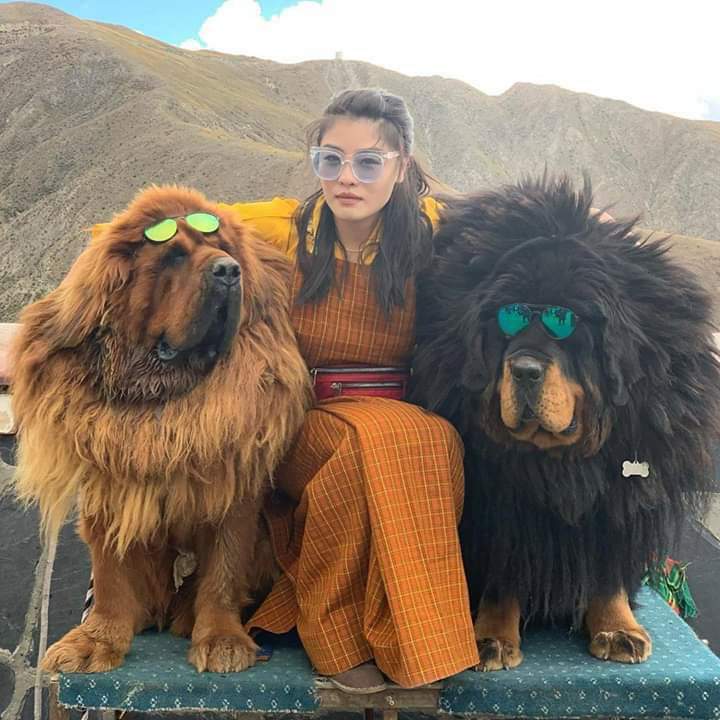 Tibetan Mastiff - Yo
