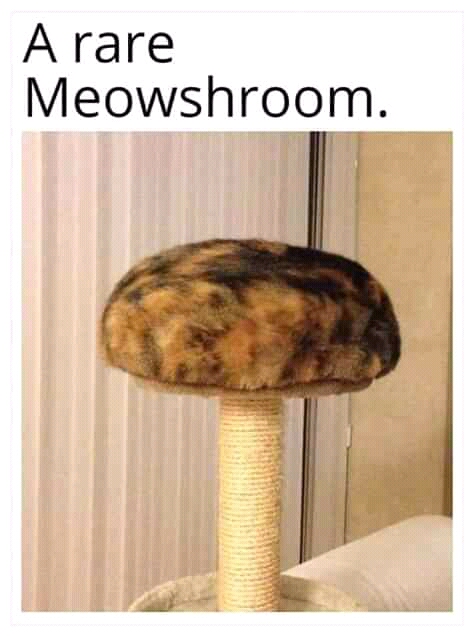 A rare Meowshroom.