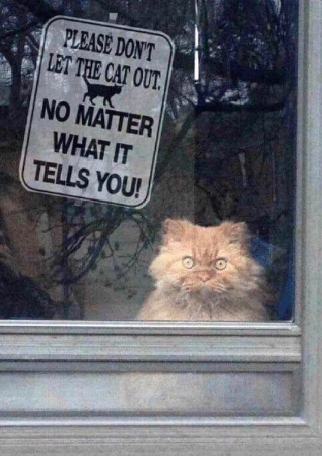 don t let the cat out - Please Don'T Let The Cat Out. No Matter What It Tells You!