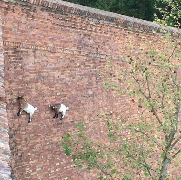 laws of physics do not apply to goats - To