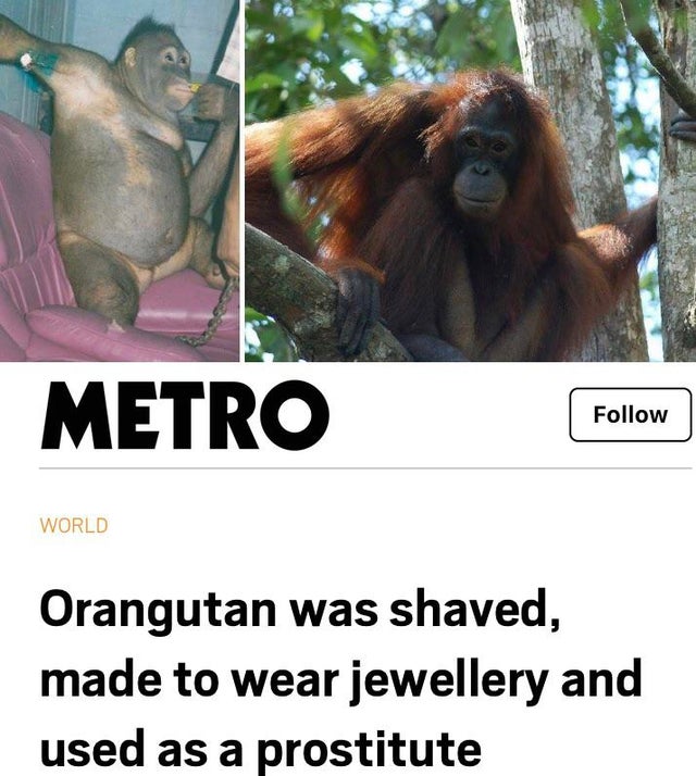 shaved orangutan - Metro World Orangutan was shaved, made to wear jewellery and used as a prostitute
