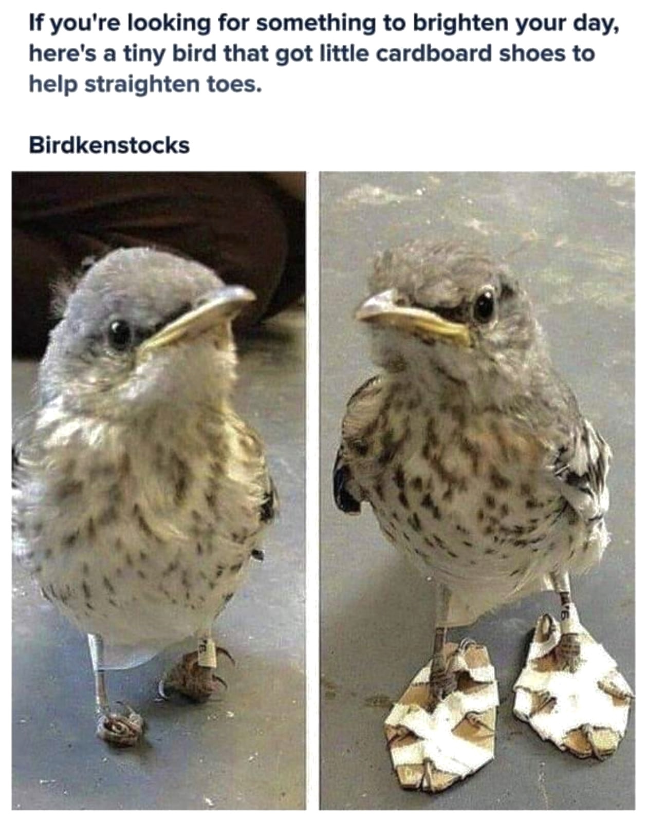 bird with shoes - If you're looking for something to brighten your day, here's a tiny bird that got little cardboard shoes to help straighten toes. Birdkenstocks