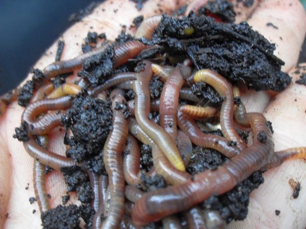 Cutting a worm in half will create two living worms.

If you cut a worm in half, the half with the mouth will survive… for a few minutes at most.