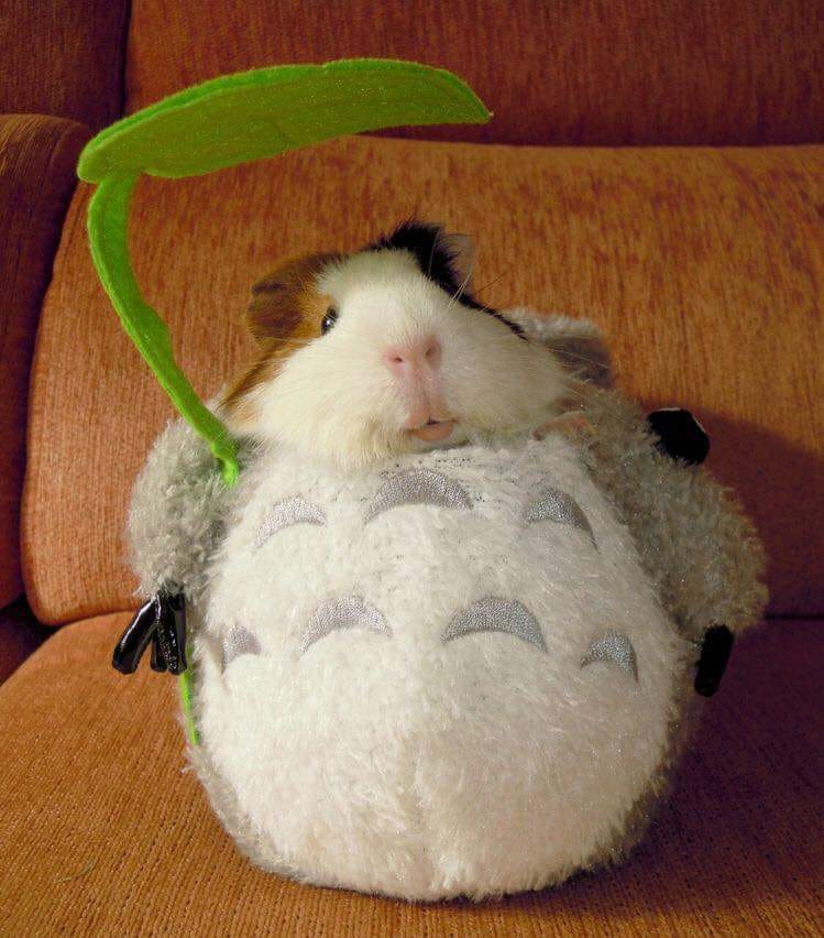 funny guinea pig costumes