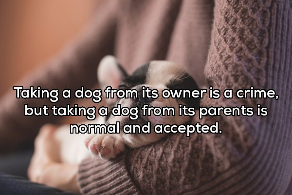 wednesday february - Taking a dog from its owner is a crime, but taking a dog from its parents is normal and accepted.