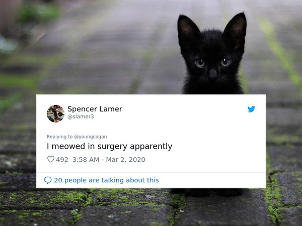 Spencer Lamer I meowed in surgery apparently 492