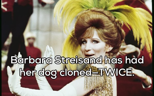 barbra streisand hello dolly - E Barbara Streisand has had her dog clonedTwice.