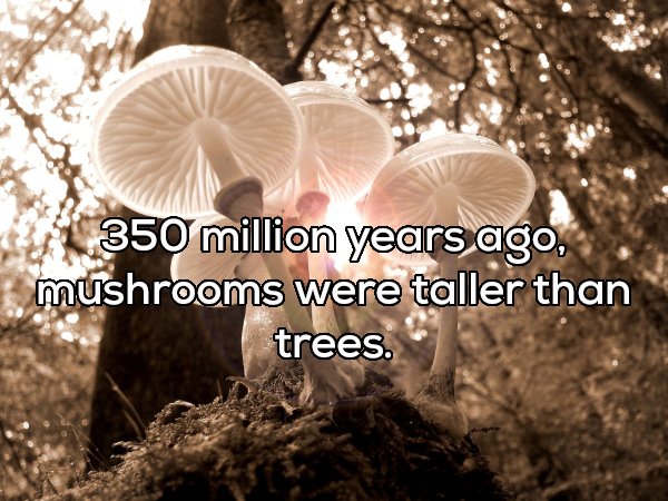 mushroom colour palette - 350 million years ago, mushrooms were taller than trees.