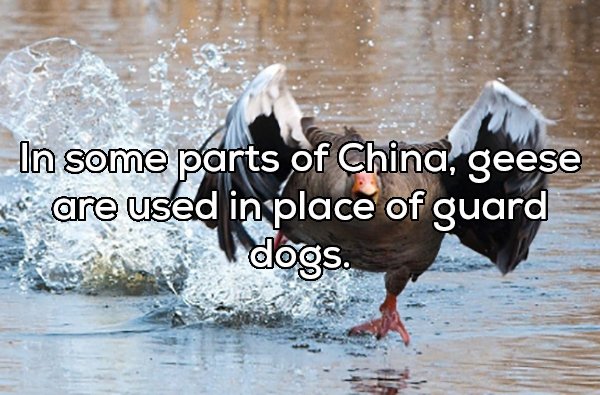 unique birds - In some parts of China, geese u are used in place of guard dogs.